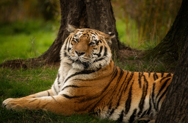 tiger resting in the zoo