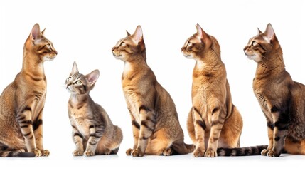 A nurturing scene depicting a mother Abyssinian cat with her kittens engaging in gentle play