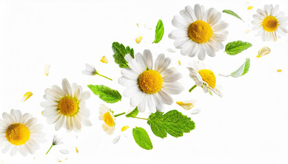 chamomile flowers falling or floating in the air isolated on white background with green leaves. Generative AI, - 797923151