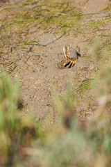Crabe violoniste sortant de son terrier sur les berges des marais salants de Tavira au Portugal