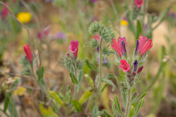 A Judean Viper's Bugloss in a Meadow