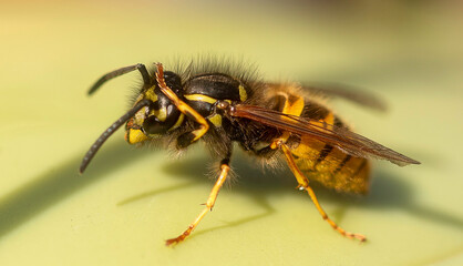 Wasp close up macro