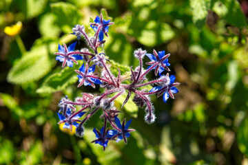 Top view of borage spice Borago officinalis L. at field of Swiss farm at City of Zürich on a sunny...