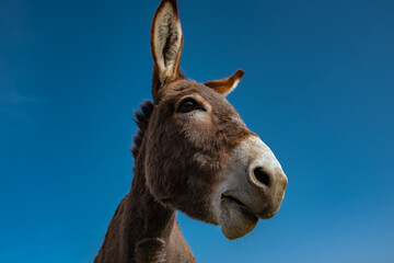 Donkey portrait on blue sky background