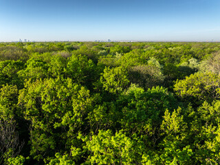 Baneasa Forest in Bucharest. Aerial view over this amazing green tree forest next to Bucharest...