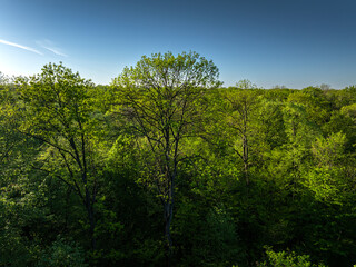 Baneasa Forest in Bucharest. Aerial view over this amazing green tree forest next to Bucharest...