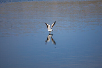 seagull in flight