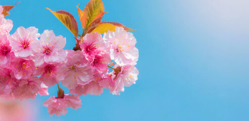 Spring background with copy space. Blooming Sakura tree branch, pink flowers closeup on blue sky background. Generative AI - 797931742