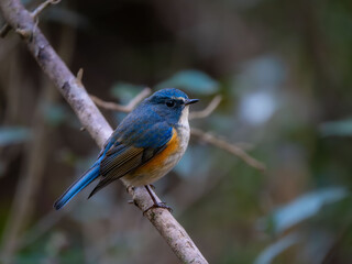 Obraz premium 森の中で枯れ木に留まっているルリビタキの雄