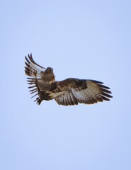Buzzard