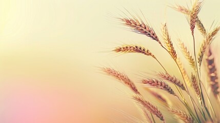 Sun-kissed wheat ears in close-up, highlighting the texture and golden hues.