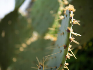 Closeup of a green Eastern prickly pear cactus with yellow thorns