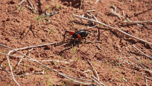 Black cricket with red legs wandering through the Escalante desert in Utah.
