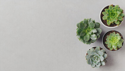 Top view of different cacti and succulents, indoor plants in pots arranged on a white table. Mock up background with pots flowers and empty space for text. Generative AI - 797936701
