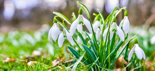 snowdrops blooming on a lawn in green grass, illuminated by the sun and rays. Background with flower bouquet and empty space for text. Generative AI - 797937378