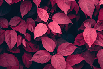Pink and Dark Purple Leaves Composition on a Dark Background with Contrasting Colors and Textures