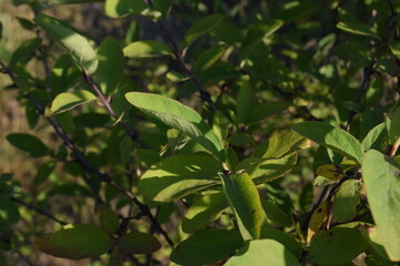 green leaves in the forest