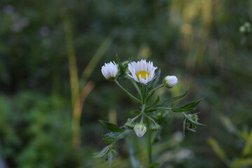 white flowers in the forest