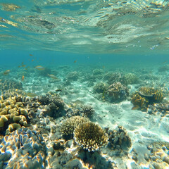 Fototapeta premium underwater, coral, sea, fish, reef, ocean, tropical, diving, water, nature, red, scuba, marine, blue, animal, deep, colorful, egypt, life, coral reef, aquatic, aquarium, soft coral, red sea, diver
