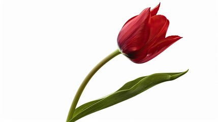 Capture the elegance of a single red tulip flower with a clipping path showcasing its side view This stunning bloom complete with leaves on its stem stands out against a clean white backgro