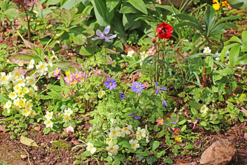Anemones and Primroses in Spring