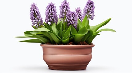 purple hyacinth in pot