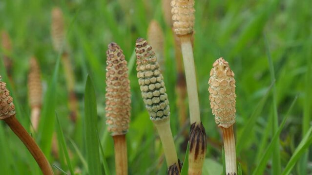 Equisetum arvense, the field horsetail or common horsetail. Prehistoric plants. Spring in the wild meadow 