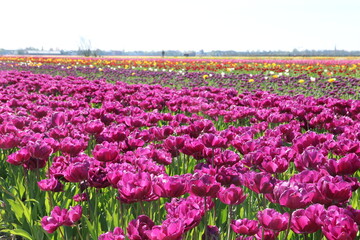 Landschaft mit Tulpenfeldern in Lila und anderen Farben in Holland bei Noordwijk - 797951928