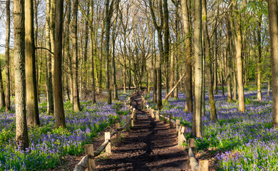 Fototapeta premium Bluebell carpet in the woods. Springtime in United Kingdom