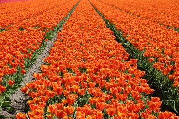 Tulpenfeld mit Tulpen in Orange in Holland bei Noordwijk - 797952565