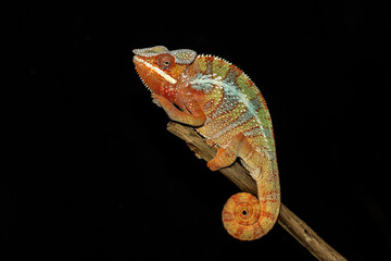 Panther Chameleon 