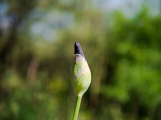 macro close up of a blue iris flower bud