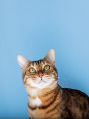 Head shot of a Bengal cat on a blue background.