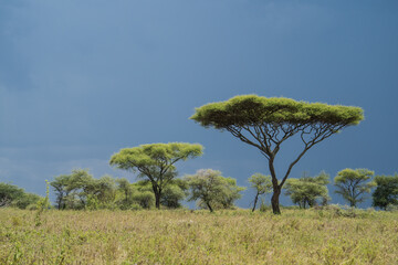 Thunderstorm in the Serengeti, Tanzania