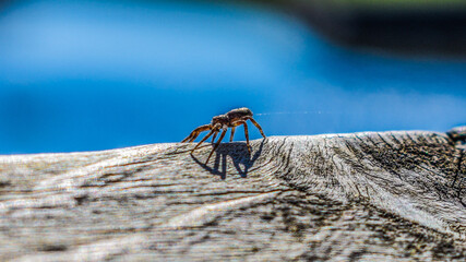 Spider Making Web On Edge