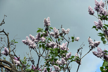 Blooming lilac tree