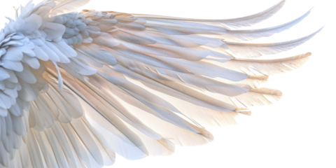 Angel's wing isolate on transparent png.