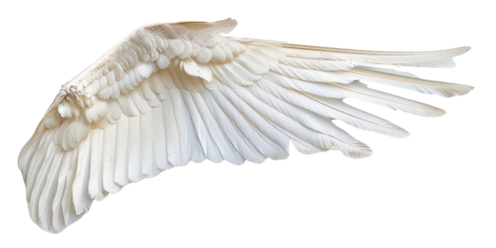 Angel's wing isolate on transparent png.