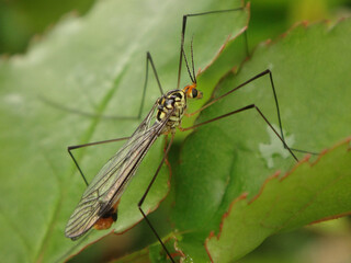 Crane fly (Nephrotoma flavipalpis), male perching on leaves of a rose plant
