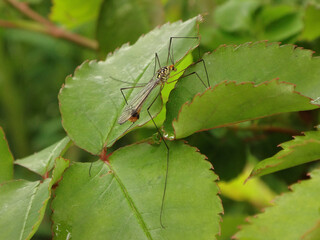 Crane fly (Nephrotoma flavipalpis), male perching on leaves of a rose plant