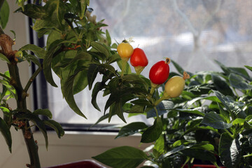 decorative hot pepper growing on a windowsill in winter