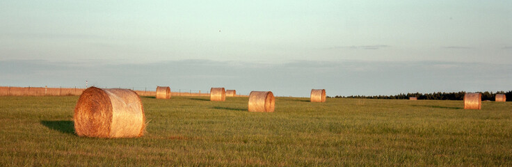 Hay in rolls lying on the field on a sunny day. The sun illuminates the hay in rolls on the field....