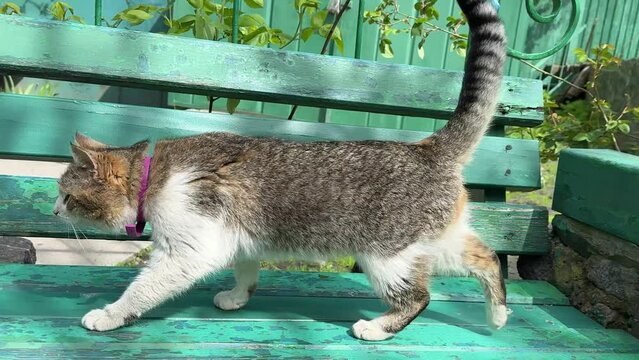 Two cats are quarreling.