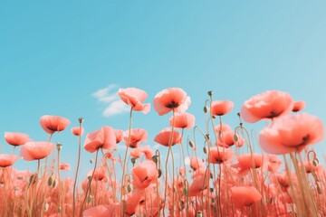 Poppy flower wallpaper blossom plant sky.