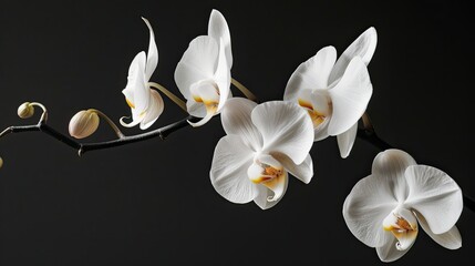 An exquisite display of phalaenopsis orchid blossoms elegantly grace the isolated branch