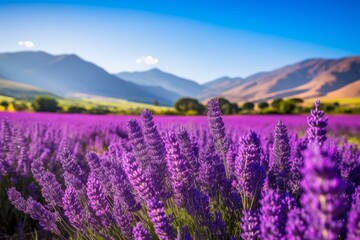 b'Field of lavender with mountains in the distance'