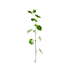 Obraz premium Tiny plant isolate on transparent png.