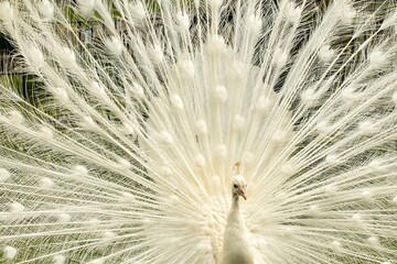 Obraz premium White beautiful peacock doing cartwheels
