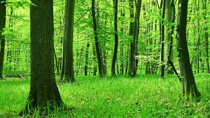 Fototapeta na wymiar Beautiful green forest with trees in the background. Concept for nature and environment. Spring in the forest landscape.