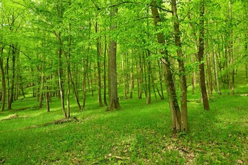 Beautiful green forest with trees in the background. Concept for nature and environment. Spring in the forest landscape.